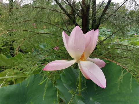 雨后荷花