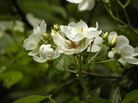 树上的白花
