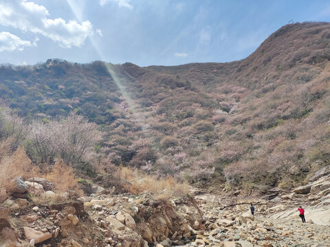 山桃花