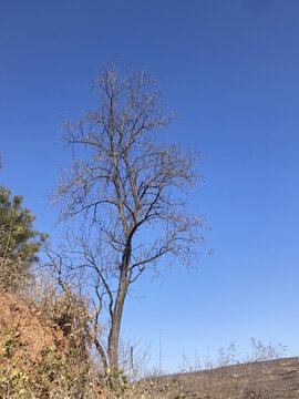 冬天枯树