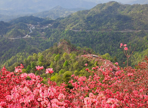 安徽岳西天峡景区杜鹃花