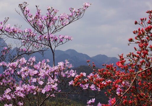 安徽岳西天峡景区杜鹃花