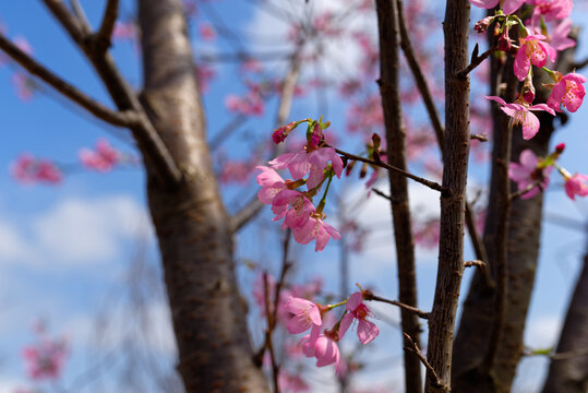 樱花