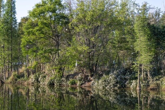 滇池湿地