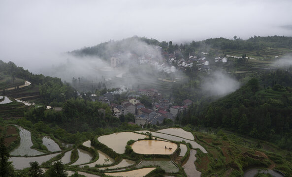 茗岙梯田