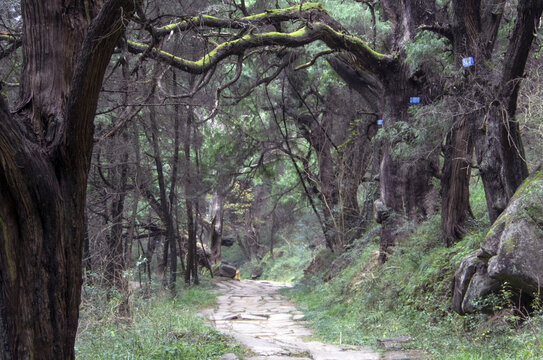 茶马古道