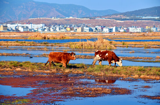 会泽湿地公园