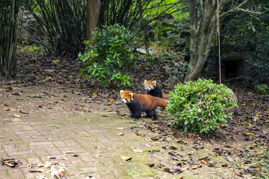 大熊猫基地里的小熊猫