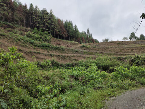 山地与青山