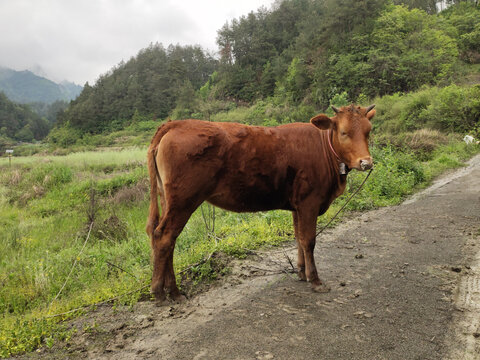 田中牛