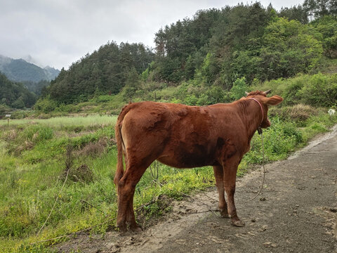 小黄牛