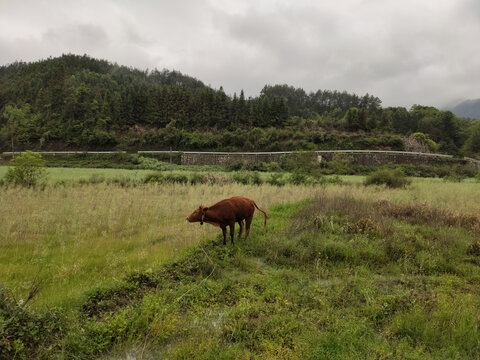 田中牛