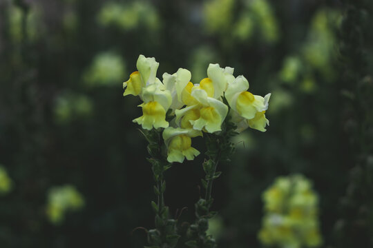 黄花植物野外特写