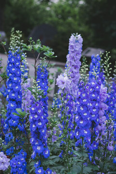 高翠雀花特写