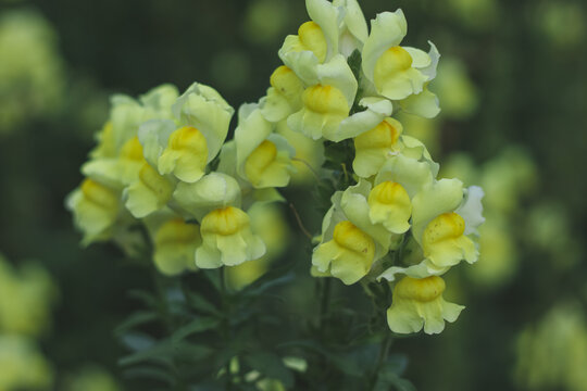 黄花植物野外特写