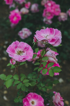 月季花开放特写