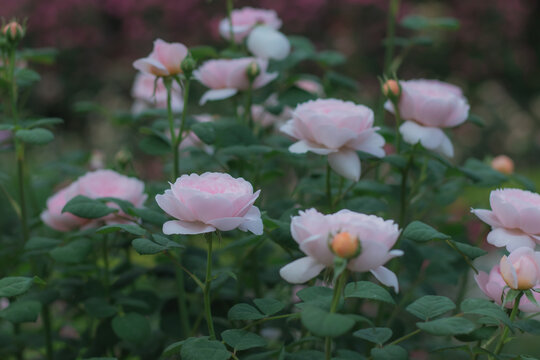 玫瑰花开放特写