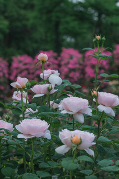 月季花开放特写