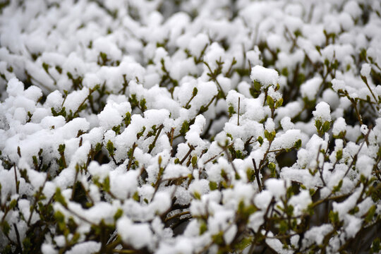 雪韵