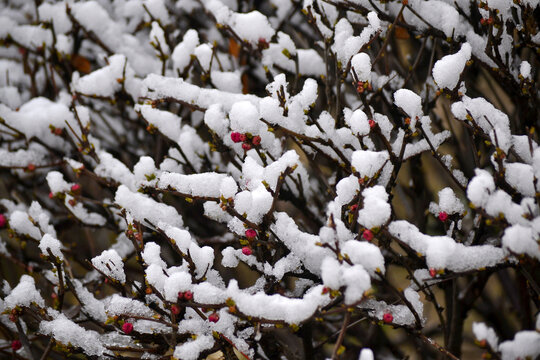 梅花雪