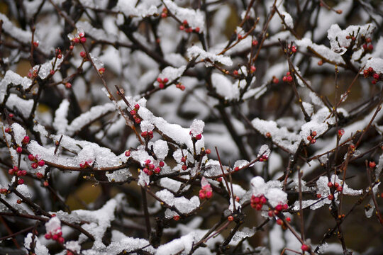 梅花雪