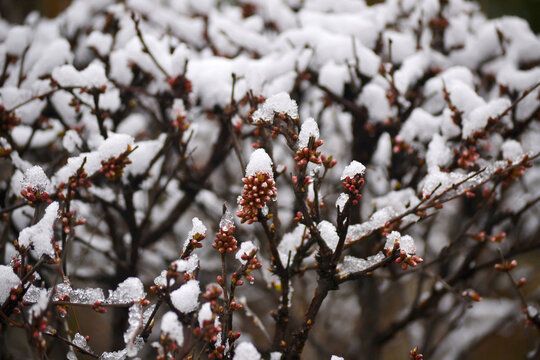 樱花雪