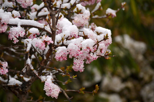 雪压春花