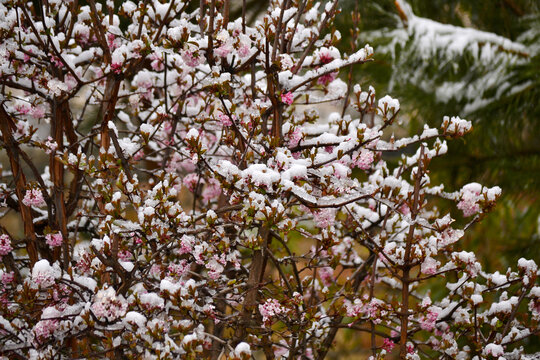 雪压春花