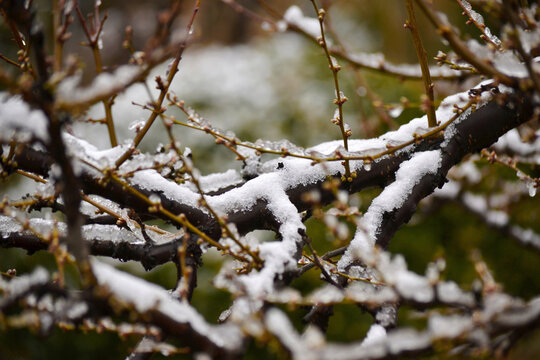 李花雪