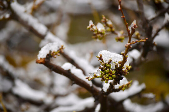 白雪李花