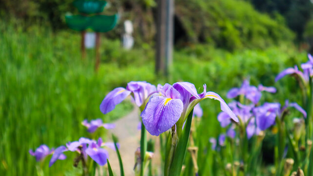 鸢尾花