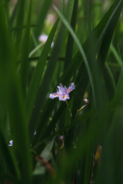 鸢尾花