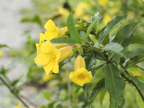 黄蝉花