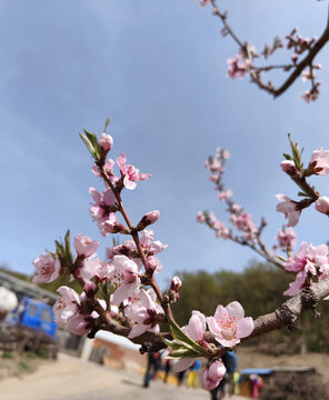 桃花