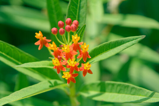 园林观赏植物金凤花