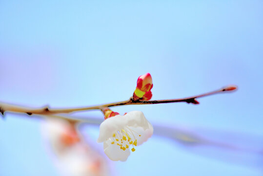 春天花会开