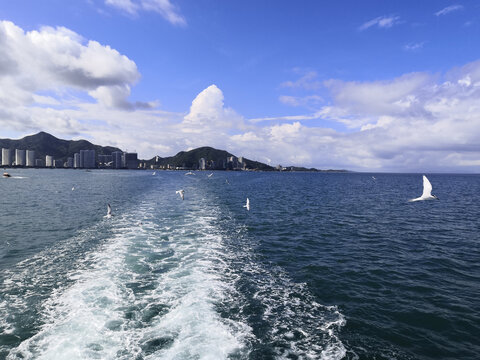 碧海蓝天游轮海鸥