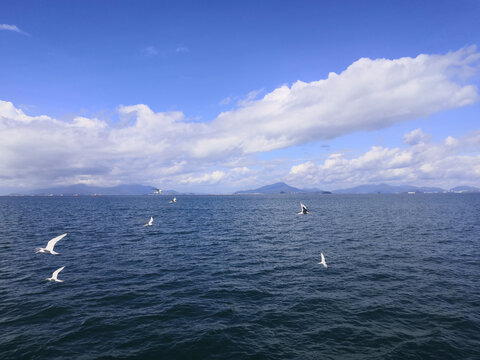 碧海蓝天海鸥