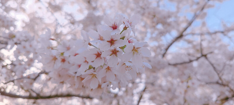 樱花