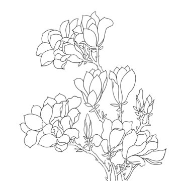玉蘭花白描線稿