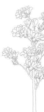 玉蘭樹白描線稿玉堂芝蘭圖白描