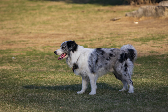 一只边境牧羊犬