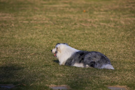 一只边境牧羊犬