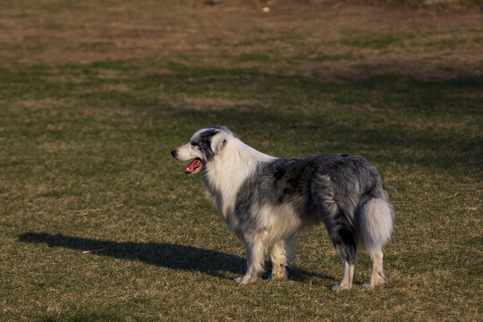 一只边境牧羊犬