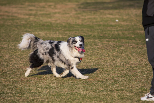 一只边境牧羊犬