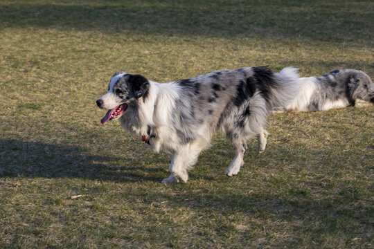 一只边境牧羊犬