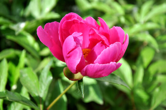 芍药花特写