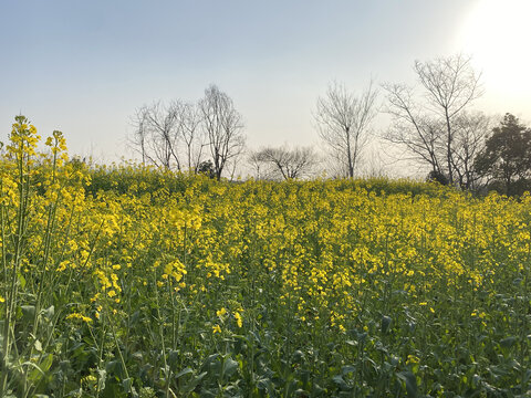 油菜花