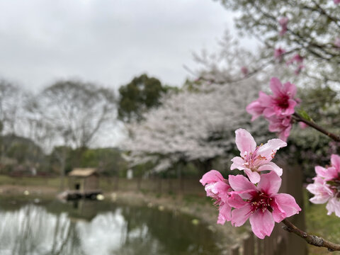 桃花樱花