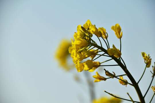 油菜花